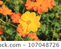Yellow cosmos (yellow flower autumn cherry)/flower part 107048726