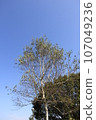 Birch (white birch)/A tree with a distinctive white bark 107049236