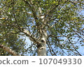 Birch (white birch)/A tree with a distinctive white bark 107049330