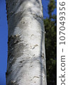 Birch (white birch)/white bark 107049356