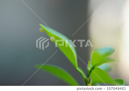 Black swallowtail eggs laid on tangerine leaves 107049481