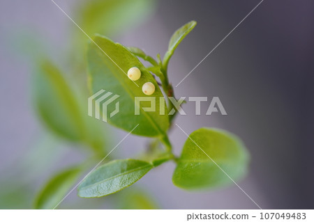Black swallowtail eggs laid on tangerine leaves Black swallowtail eggs laid on tangerine leaves 107049483