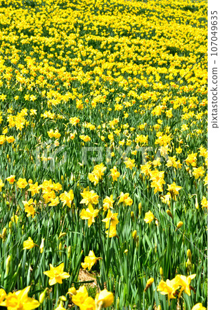 Biwako Valley Spectacular daffodils growing on the summit of Mt. Horai 107049635