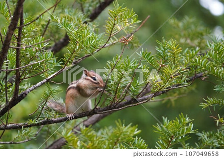 A cute chipmunk whose cheeks swell with yew fruit 107049658