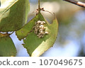 Unknown insect eggs/underside of birch leaves 107049675