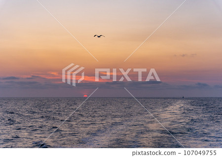日落船上的夜景 黑尾黑尾鷗 日落船上的夜景 黑尾黑尾鷗 107049755