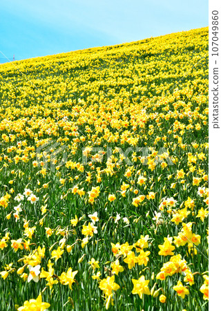Biwako Valley Spectacular daffodils growing on the summit of Mt. Horai 107049860