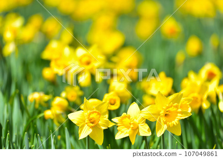 Biwako Valley Spectacular daffodils growing on the summit of Mt. Horai Biwako Valley Spectacular daffodils growing on the summit of Mt. Horai 107049861