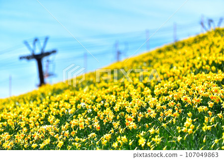 Biwako Valley Spectacular daffodils growing on the summit of Mt. Horai 107049863