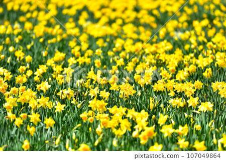 Biwako Valley Spectacular daffodils growing on the summit of Mt. Horai 107049864