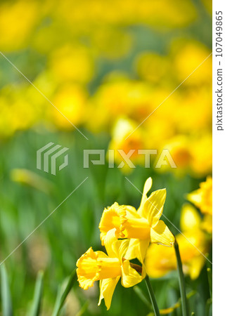 Biwako Valley Spectacular daffodils growing on the summit of Mt. Horai 107049865