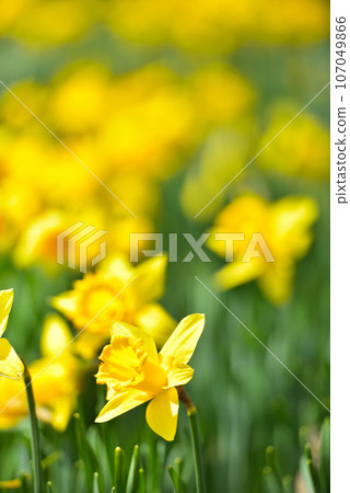 Biwako Valley Spectacular daffodils growing on the summit of Mt. Horai 107049866