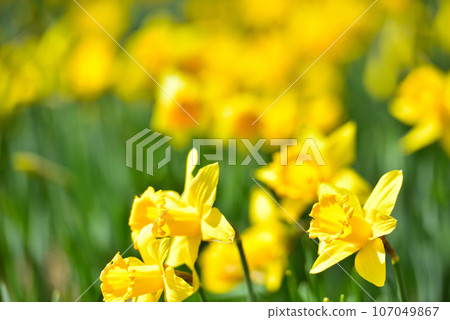 Biwako Valley Spectacular daffodils growing on the summit of Mt. Horai 107049867