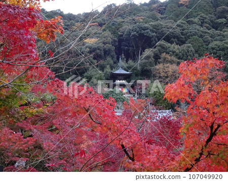 Eikando edition of autumn leaves in Kyoto 107049920