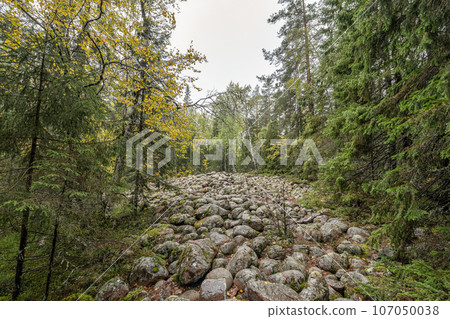 hiking footpath in forest between trees in Skuleskogen National Park in Sweden in northern Europe Hoga Kusten 107050038