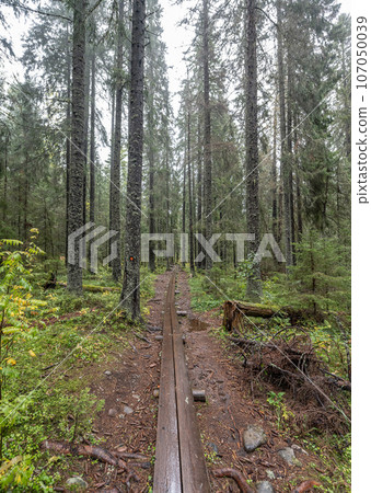 wooden hiking footpath in forest between trees in Skuleskogen National Park in Sweden in northern Europe Hoga Kusten 107050039