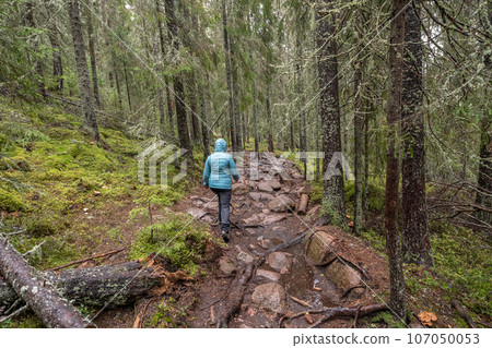 hiking footpath in forest between trees in Skuleskogen National Park in Sweden in northern Europe Hoga Kusten 107050053