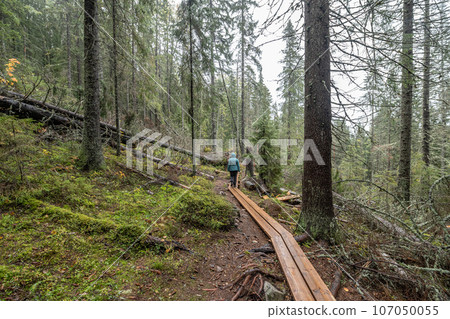 wooden hiking footpath in forest between trees in Skuleskogen National Park in Sweden in northern Europe Hoga Kusten 107050055