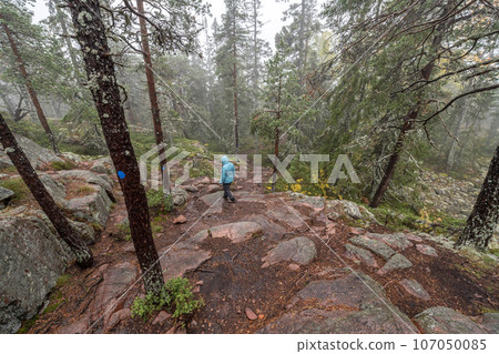 hiking footpath in forest between trees in Skuleskogen National Park in Sweden in northern Europe Hoga Kusten 107050085