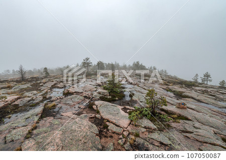 hiking footpath in forest between trees in Skuleskogen National Park in Sweden in northern Europe Hoga Kusten 107050087