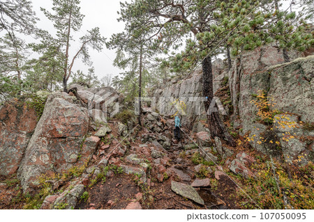 hiking footpath in forest between trees in Skuleskogen National Park in Sweden in northern Europe Hoga Kusten 107050095