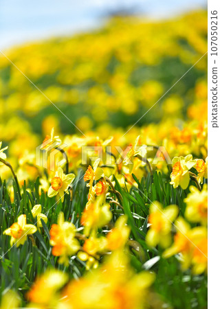 琵琶湖溪谷 蓬萊山山頂盛開的水仙花，蔚為壯觀 107050216