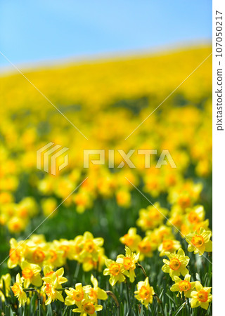 琵琶湖溪谷 蓬萊山山頂盛開的水仙花，蔚為壯觀 107050217