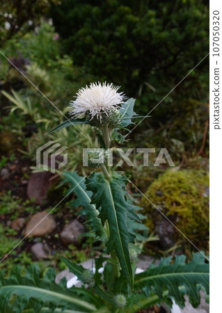 白薊花 107050320