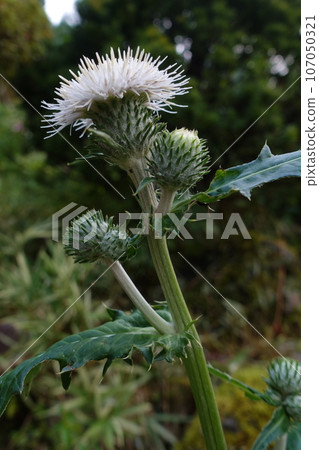 White thistle flower 107050321