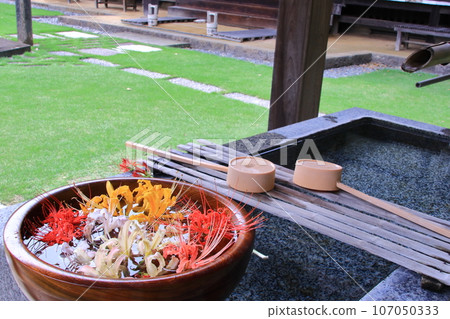 Higanbana Chozuya Colorful Higanbana Chozuya Colorful 107050333