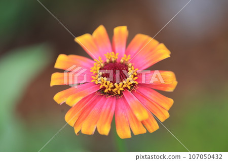 百日菊0027 107050432