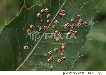 生物與昆蟲：鋸齒橡樹葉，有許多貓頭鷹甲蟲。每棵樹上大約有幾片這樣的葉子。 107050548