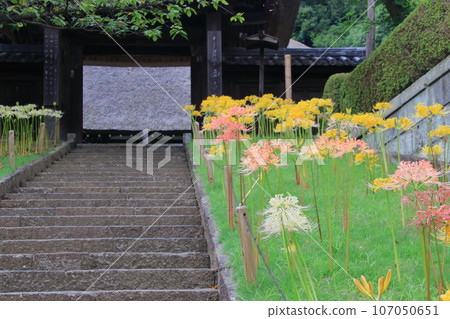 Colorful spider lilies on the stone steps in front of the Sanmon gate on the approach to the shrine 107050651