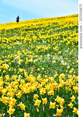 Biwako Valley Spectacular daffodils growing on the summit of Mt. Horai 107050675