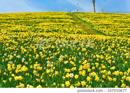 Biwako Valley Spectacular daffodils growing on the summit of Mt. Horai 107050677