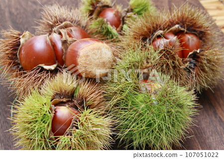 Large burr chestnuts - the taste of autumn 107051022