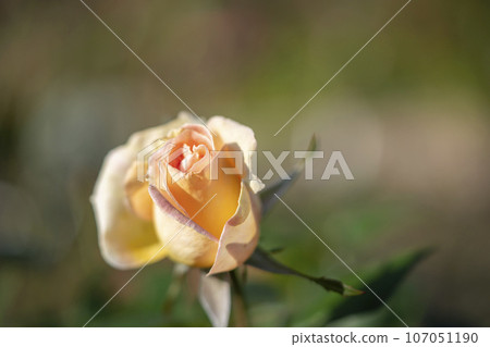 Yellow rose Yellow rose 107051190