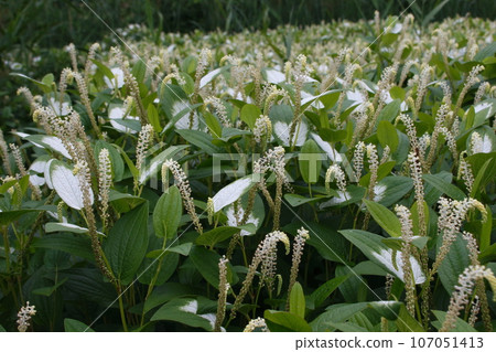 Kawaguchi Natural Park 107051413