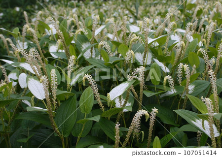 Kawaguchi Natural Park 107051414