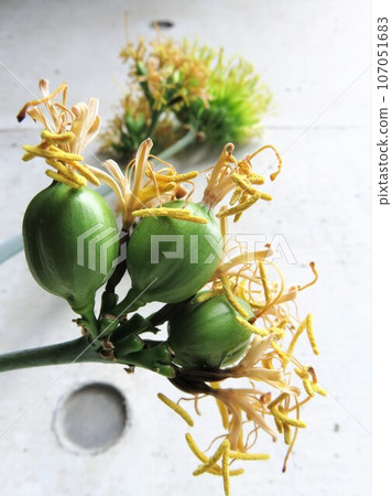 龍舌蘭的盡頭 龍舌蘭的盡頭 107051683