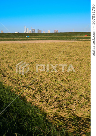 Arakawa Riverbed, Saitama Shintoshin, Harvest Season, Saitama City 107051780