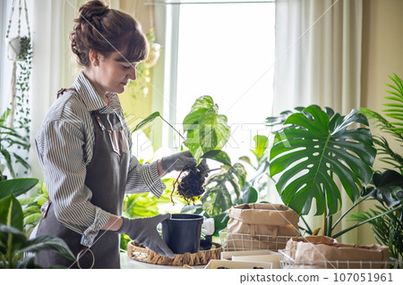 Woman gardener hands transplant variegated monstera scattered soil ground garden tools table closeup 107051961