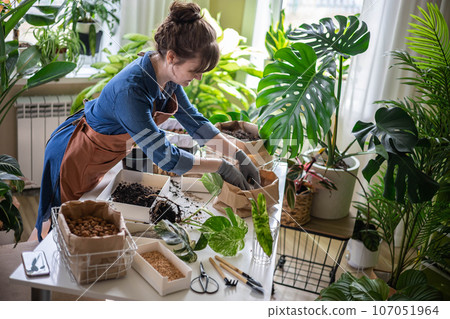 Woman transplant variegated monstera at home garden use drainage granule soil ground on table 107051964