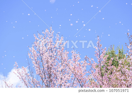 藍天和櫻花（視頻同步拍攝） 107051971