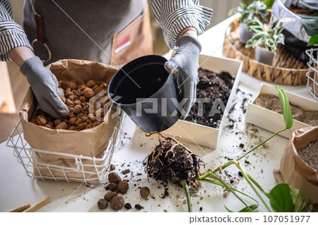 Woman gardener hands adding drainage granules to plastic pot variegated monstera transplant closeup Woman gardener hands adding drainage granules to plastic pot variegated monstera transplant closeup 107051977