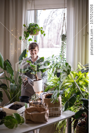 Woman gardener placing plastic pot with variegated monstera on windowsill at home garden interior 107052008