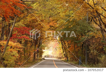 A road running through a tunnel of trees with autumn leaves 107052017