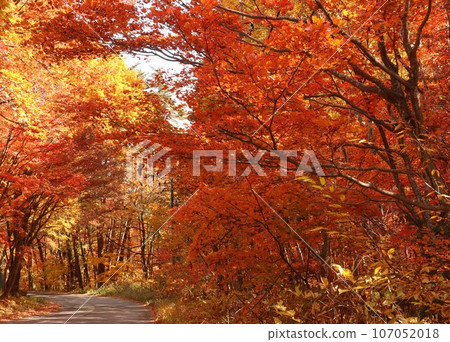 Bright red autumn leaves along the road 107052018