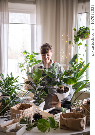 Woman gardener placing plastic pot with variegated monstera on windowsill at home garden interior 107052022