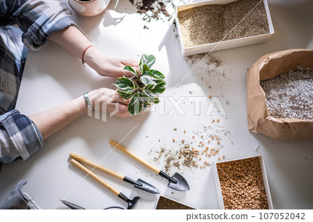 Female gardener hands holding small pot with variegated monstera garden equipment on table closeup Female gardener hands holding small pot with variegated monstera garden equipment on table closeup 107052042
